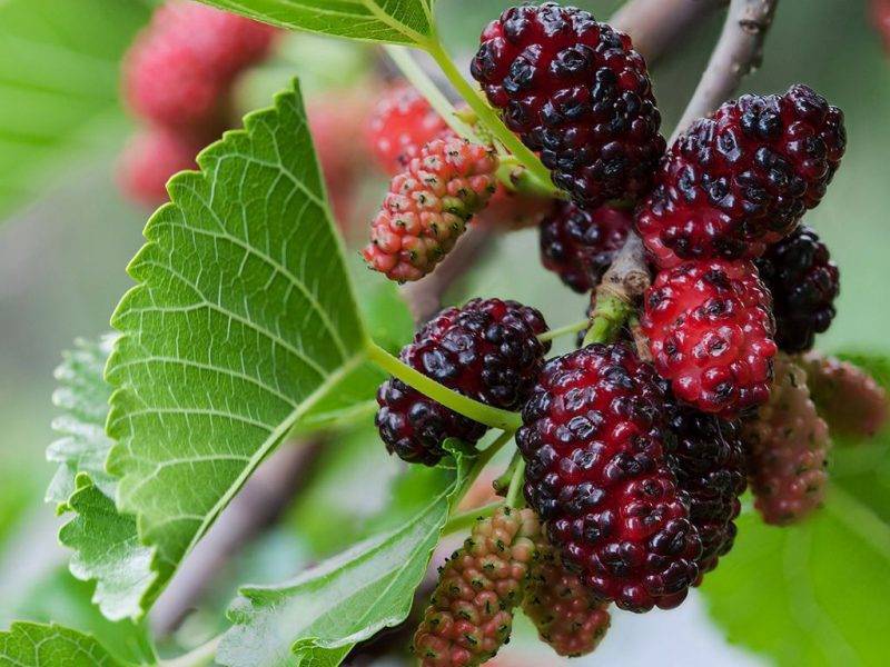 Шелковица купить саженцы из питомнике в Вольске