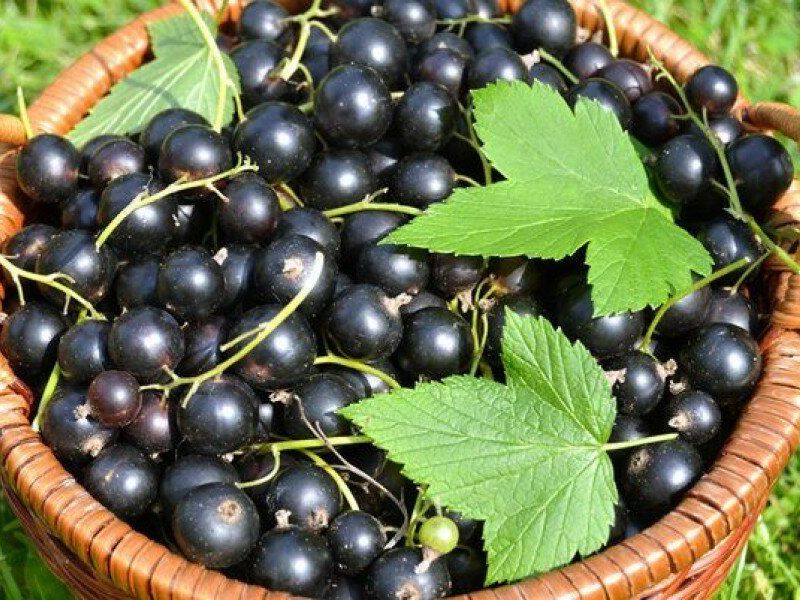 Смородина купить саженцы из питомника в Вольске