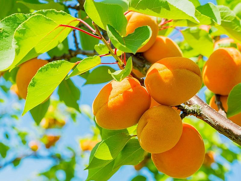 Абрикос купить саженцы из питомнике в Вольске