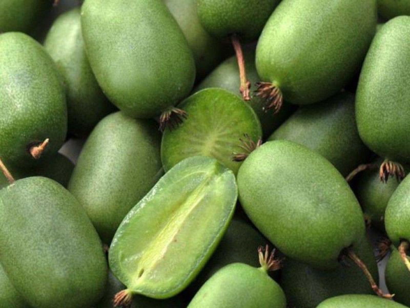Актинидия купить саженцы из питомнике в Вольске