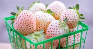 Клубника "ПАЙНБЕРРИ" (7шт.)