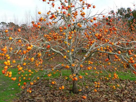Хурма "ЯБЛОЧНАЯ" поздняя