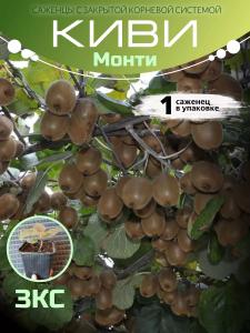Киви Монти